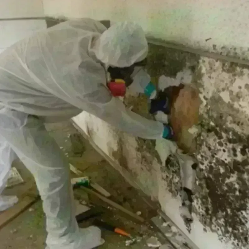 Mold Remediation and Removal in Jefferson, VA